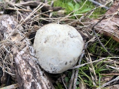 Ileodictyon cibarium