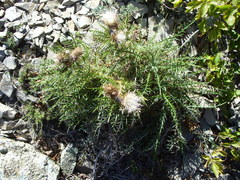 Ptilostemon echinocephalus