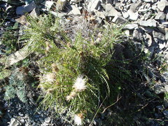 Ptilostemon echinocephalus