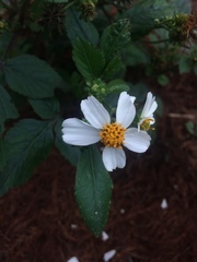Bidens alba