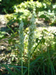Sesleria alba