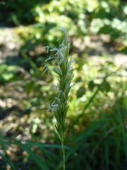 Sesleria alba