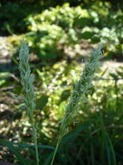 Sesleria alba