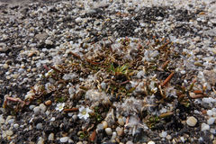 Epilobium komarovianum