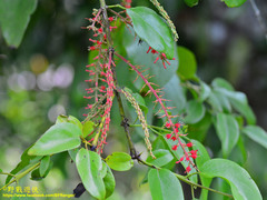 Helixanthera