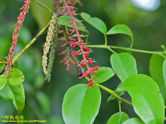 Helixanthera