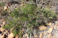 Serruria gremialis