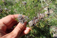 Serruria gremialis