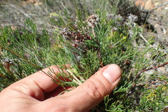Serruria gremialis