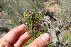 Serruria gremialis