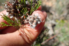 Serruria gremialis