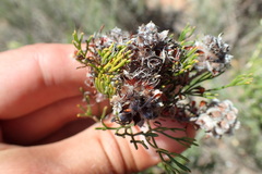 Serruria gremialis