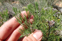 Serruria gremialis