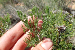 Serruria gremialis