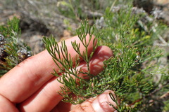 Serruria gremialis
