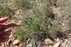 Serruria gremialis
