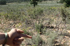 Serruria gremialis