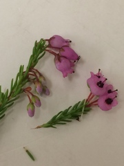 Erica lateralis