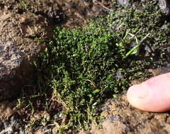 Crassula ruamahanga