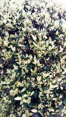 Ficus