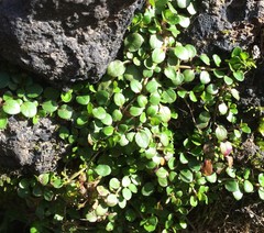 Epilobium nerteroides