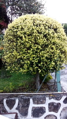 Ficus