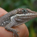Anolis richteri - Photo (c) Sergio Angulo, some rights reserved (CC BY-ND), uploaded by Sergio Angulo