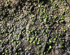 Glossostigma elatinoides