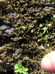 Glossostigma elatinoides