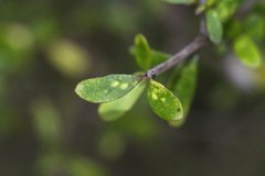 Coprosma dumosa