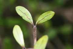 Coprosma dumosa
