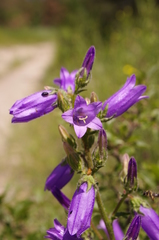 Campanula komarovii