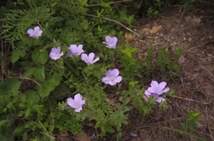Linum lanuginosum