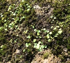 Hydrocotyle microphylla