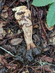 Boletus edulis grandedulis