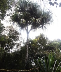 Pandanus brosimos