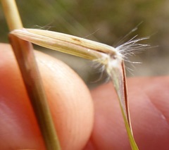Rytidosperma unarede