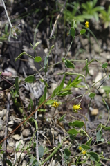 Coronilla scorpioides