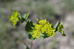 Bupleurum rotundifolium