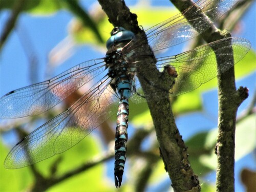 Blue-eyed Darner photo 5