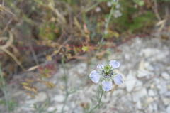 Nigella arvensis