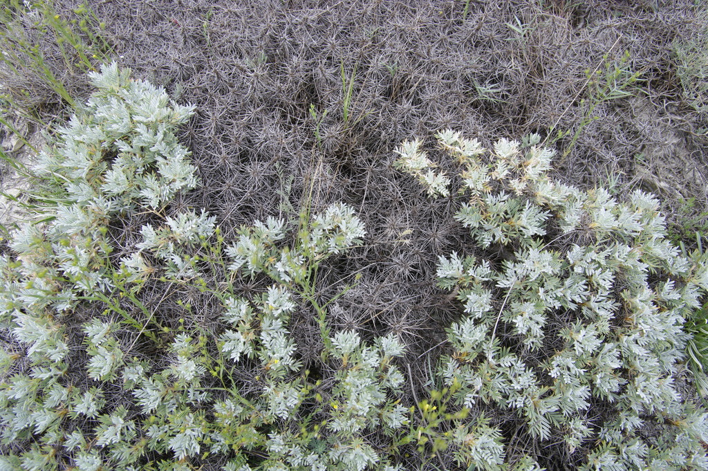 Astragalus arnacantha