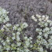 Astragalus arnacantha - Photo (c) Сергей Дудов, algunos derechos reservados (CC BY-NC), uploaded by Сергей Дудов