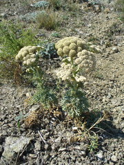Seseli gummiferum