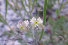 Matthiola odoratissima