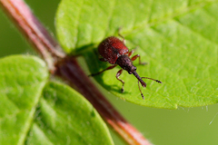 Tatianaerhynchites aequatus