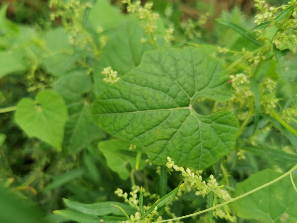 Schizopepon bryoniifolius; photograph (c) Elena_Sherehora, some rights reserved (CC BY)