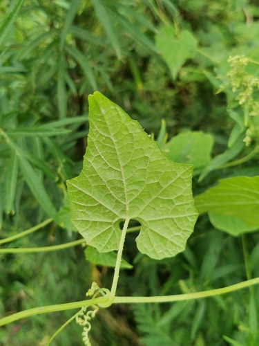 Schizopepon bryoniifolius, photograph 5