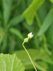Schizopepon bryoniifolius, photograph (c) Elena_Sherehora, some rights reserved (CC BY)