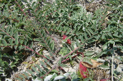 Astragalus utriger